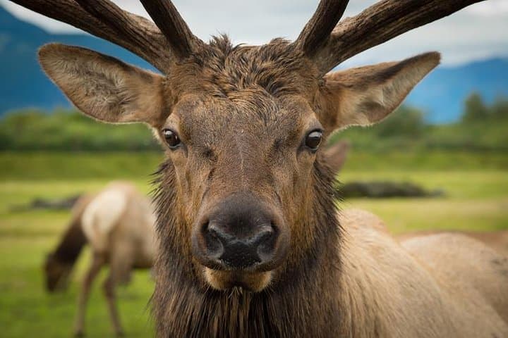 Glaciers, Wildlife, and the Seward Highway: A One-Day Alaska Discovery from Anchorage photo 4
