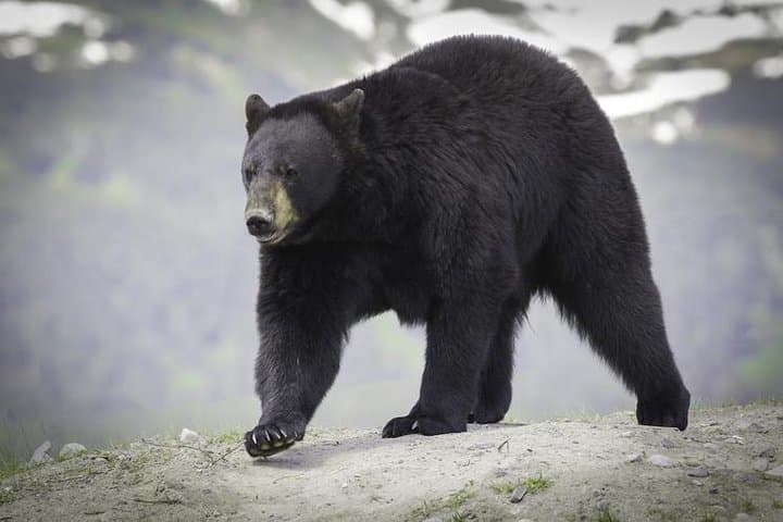 Glaciers, Wildlife, and the Seward Highway: A One-Day Alaska Discovery from Anchorage photo 6