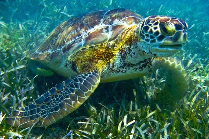 Snorkel with Sea Turtles and Explore Cenotes: Half-Day Riviera Maya Adventure photo 6
