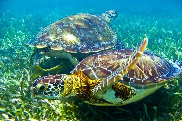 Snorkel with Sea Turtles and Explore Cenotes: Half-Day Riviera Maya Adventure photo 3