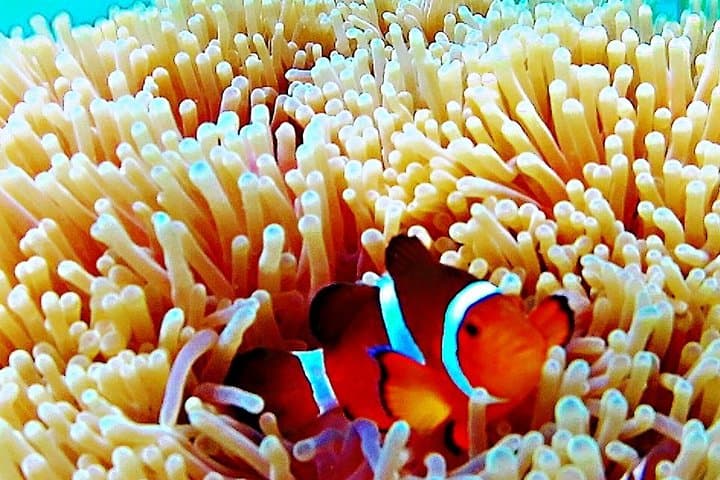 Bintan Snorkeling Tour: Kelong Platforms, White Sand Islands & Guided Reef Snorkel photo 3
