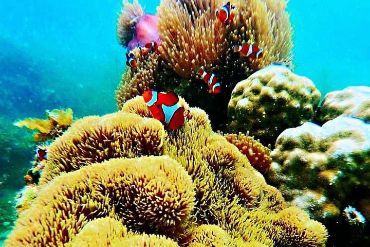 Bintan Snorkeling Tour: Kelong Platforms, White Sand Islands & Guided Reef Snorkel