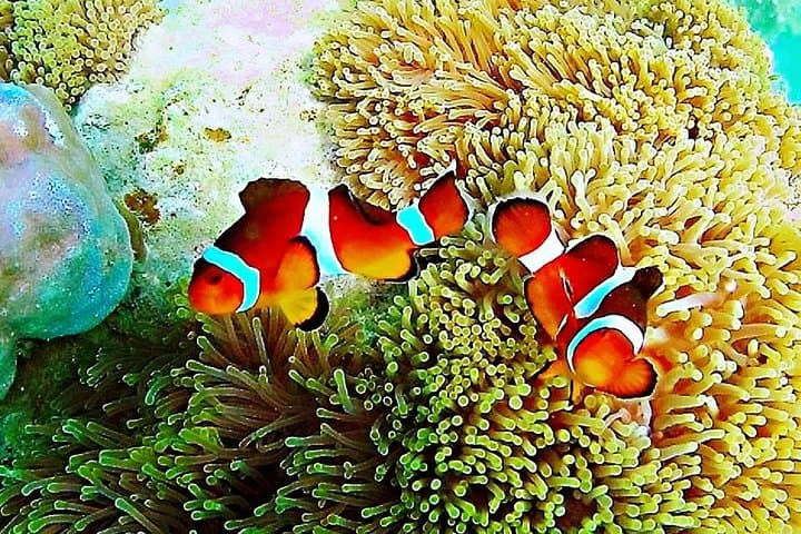 Bintan Snorkeling Tour: Kelong Platforms, White Sand Islands & Guided Reef Snorkel photo 2