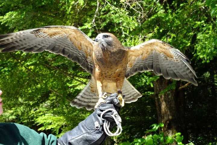 Explore Sitka’s Top Wildlife and Cultural Highlights on an Intimate Scenic Tour photo 6