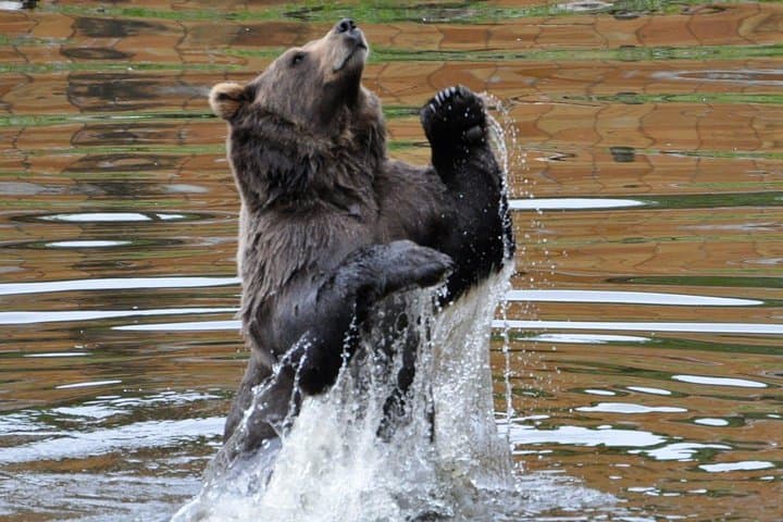 Exploring Sitka: A 2-Hour Scenic Tour Through History, Wildlife, and Coastal Beauty photo 5