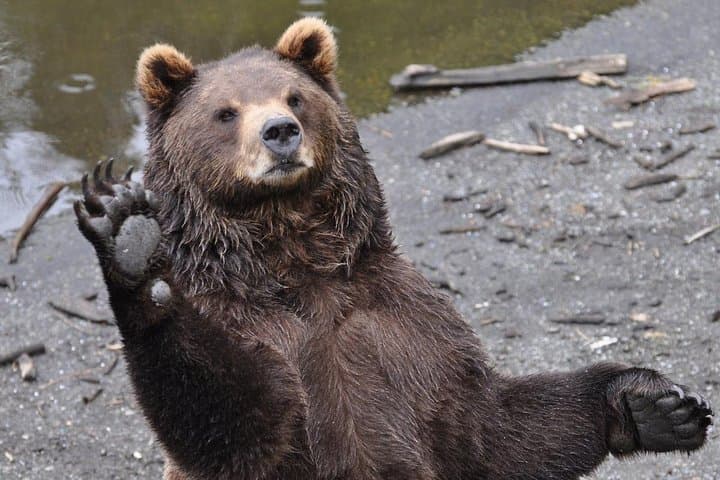 Exploring Sitka: A 2-Hour Scenic Tour Through History, Wildlife, and Coastal Beauty photo 6