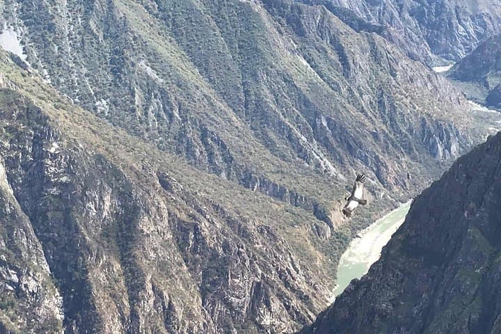 Cusco Condor Tour: See Andean Condors Over Apurimac Canyon (1-Day) photo 5