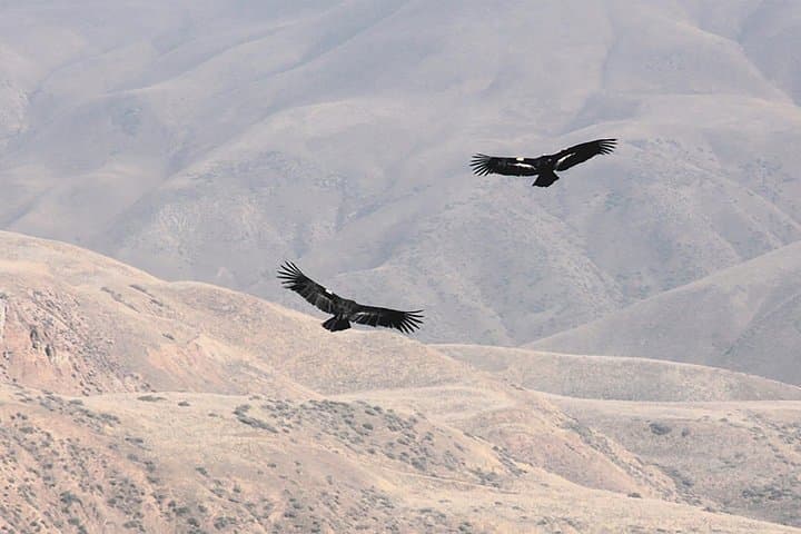 Cusco Condor Tour: See Andean Condors Over Apurimac Canyon (1-Day) photo 4