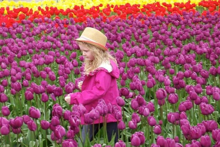 Skagit Valley Tulip Festival Day Trip from Seattle — Practical Guide to Roozengaarde & La Conner photo 4