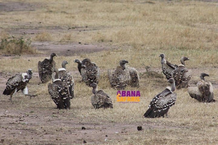 3-Day Masai Mara Safari: Game Drives, Maasai Culture & Rift Valley Views photo 4