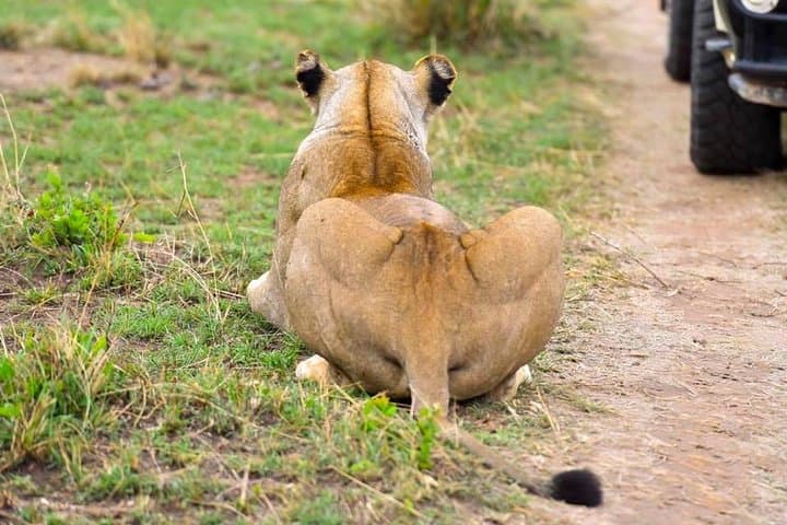 3-Day Masai Mara Safari: Game Drives, Maasai Culture & Rift Valley Views photo 5