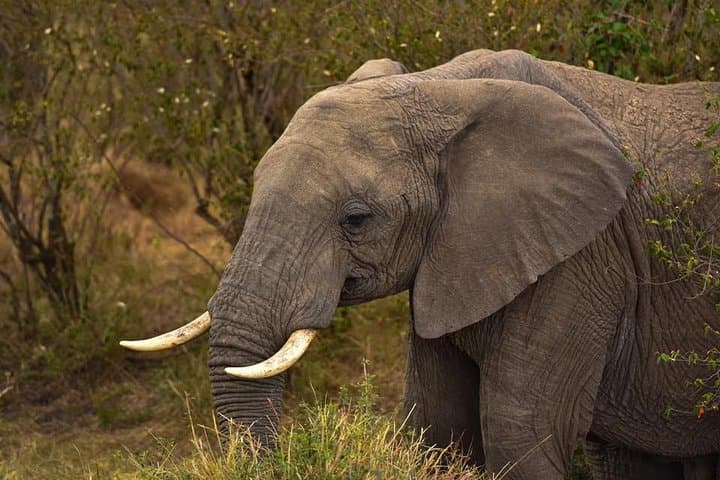 3-Day Masai Mara Safari: Game Drives, Maasai Culture & Rift Valley Views photo 6