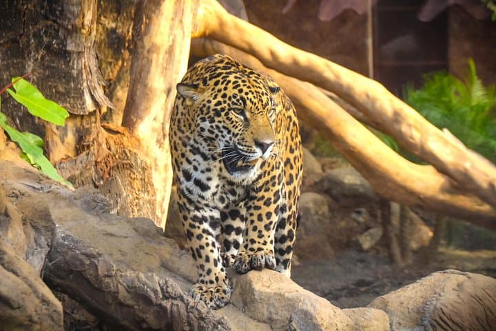 Inside Diamante Eco Adventure Park: Costa Rica’s Sanctuary, Botanical Garden & Traditional House photo 2