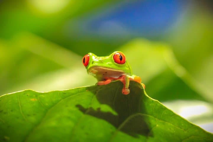 Inside Diamante Eco Adventure Park: Costa Rica’s Sanctuary, Botanical Garden & Traditional House photo 5