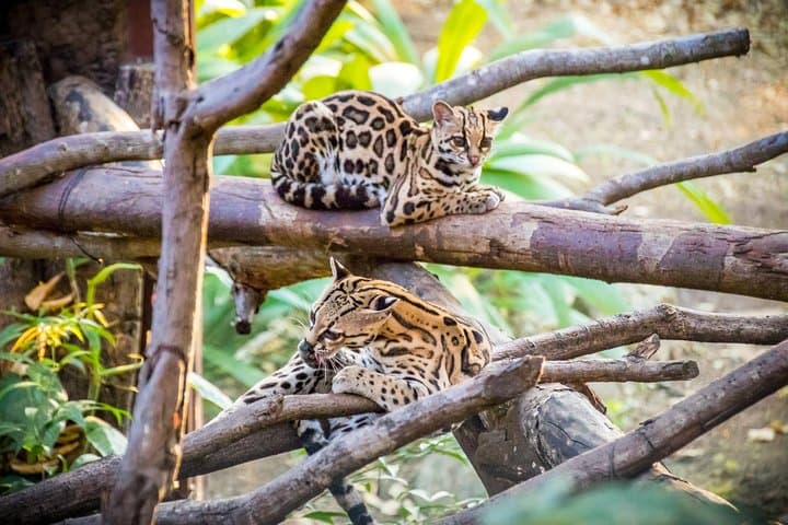 Inside Diamante Eco Adventure Park: Costa Rica’s Sanctuary, Botanical Garden & Traditional House photo 6