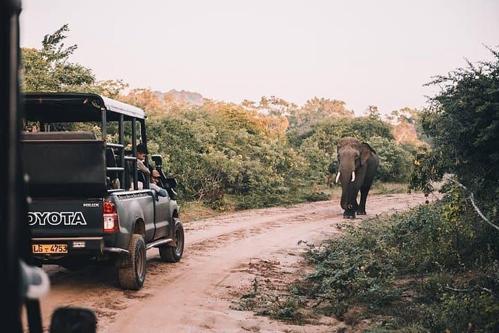 Udawalawe National Park Safari from Colombo — Elephant Encounters & Birdlife photo 1
