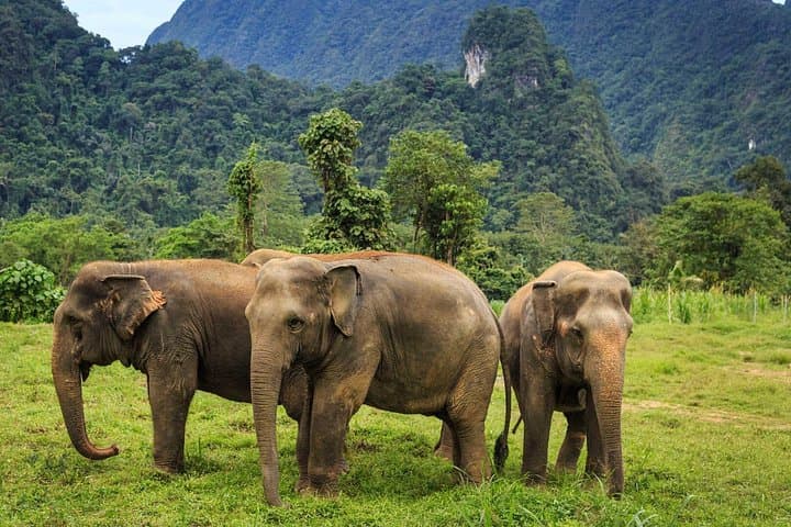 Udawalawe National Park Safari from Colombo — Elephant Encounters & Birdlife photo 2
