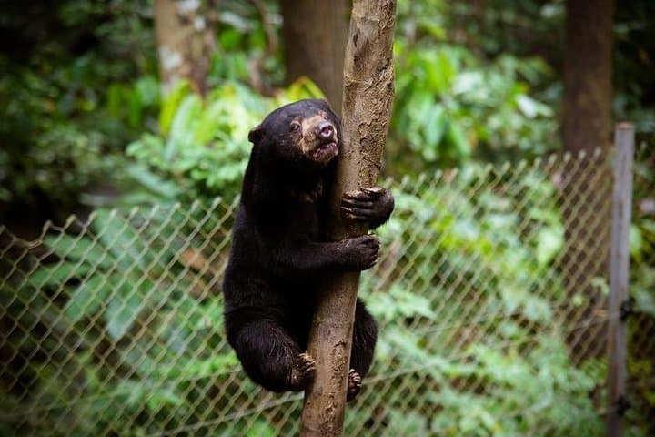 Full-Day Sepilok Orangutan & Sun Bear Tour from Kota Kinabalu — Wildlife Rescue Experience photo 3