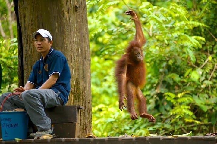 Full-Day Sepilok Orangutan & Sun Bear Tour from Kota Kinabalu — Wildlife Rescue Experience photo 4