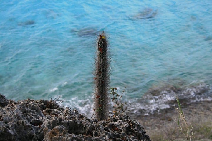 North Bonaire Small-Group Guided Tour: Kralendijk to Rincon & 1000 Steps photo 4