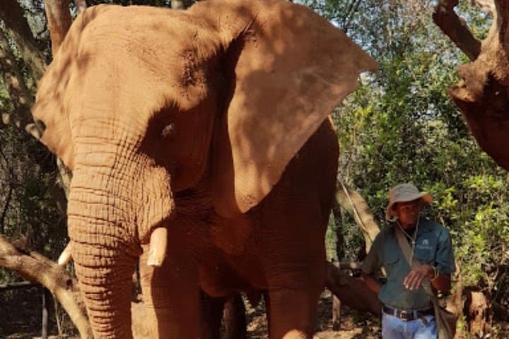 Elephant and Monkey Walk at Hartbeespoort: Private Sanctuary Experience from Johannesburg photo 2
