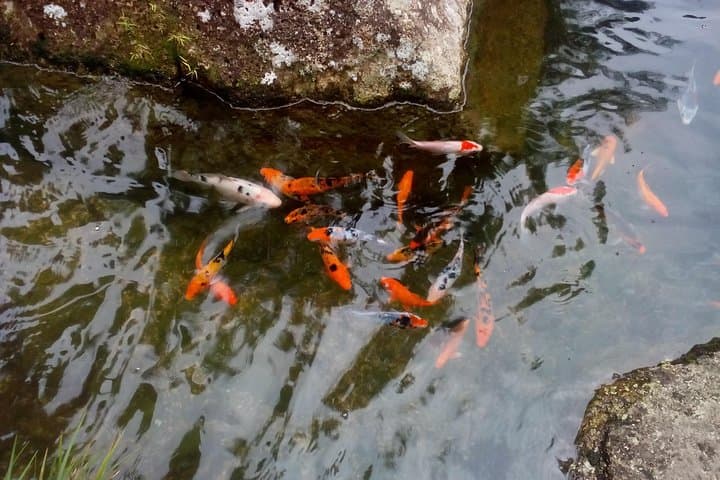 Genting Highlands Day Trip: Colmar Tropicale & Japanese Garden Guide photo 5