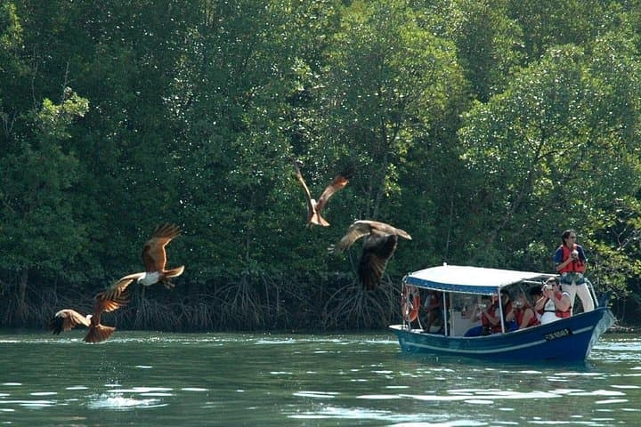 Langkawi Mangrove & Limestone Boat Tour — Kilim River, Bat Cave & Ray Feeding photo 3