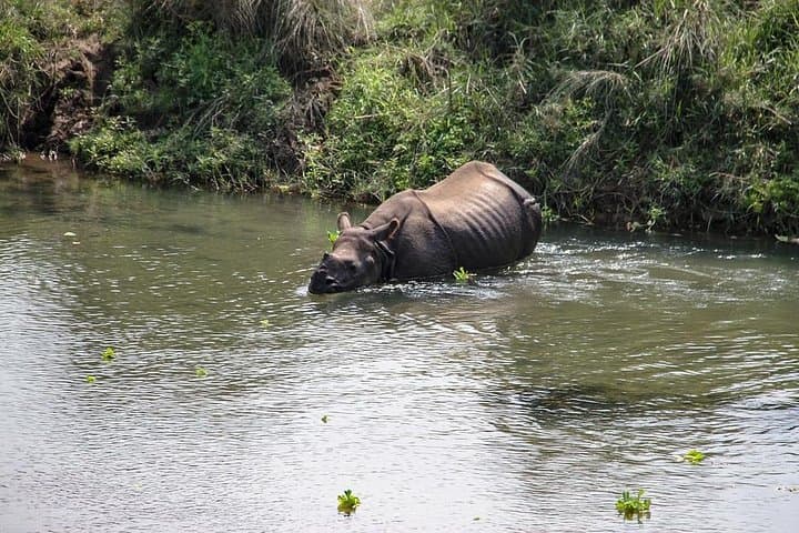 3-Day Chitwan Jungle Safari from Kathmandu — Rhinos, Rivers & Tharu Culture photo 2