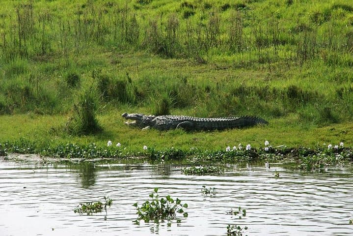 3-Day Chitwan Jungle Exploration from Pokhara — Sauraha Wildlife Safari photo 6
