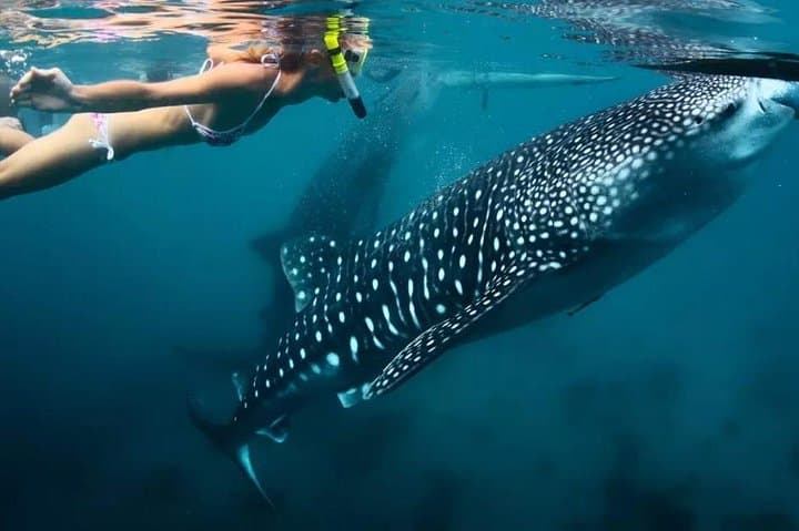 Oslob Whale Shark Swim and Kawasan Falls Canyoneering — Cebu Day Trip Guide photo 3