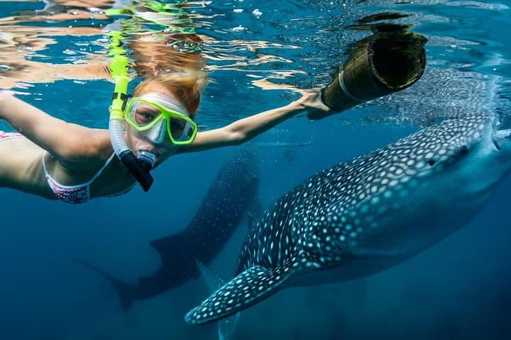 Oslob Whale Shark Swim and Kawasan Falls Canyoneering — Cebu Day Trip Guide photo 2