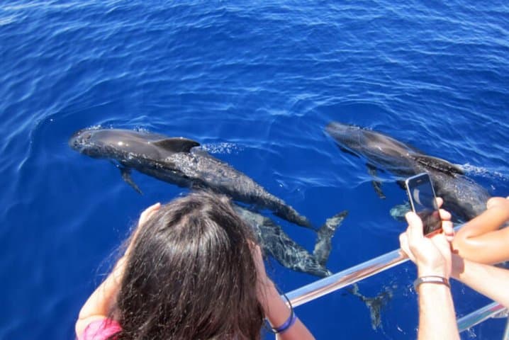 Dolphin and Whale Watching Cruise from Puerto Rico de Gran Canaria photo 3