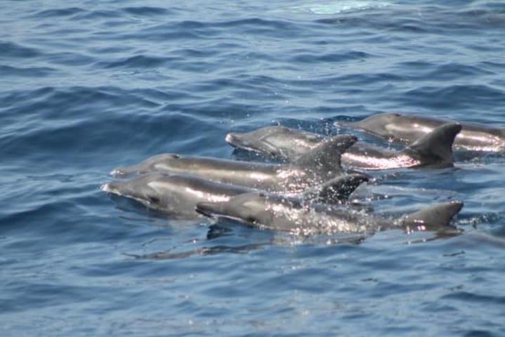 Dolphin and Whale Watching Cruise from Puerto Rico de Gran Canaria photo 5