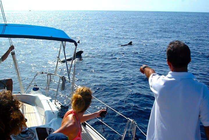 Dolphin and Whale Watching Cruise from Puerto Rico de Gran Canaria photo 6