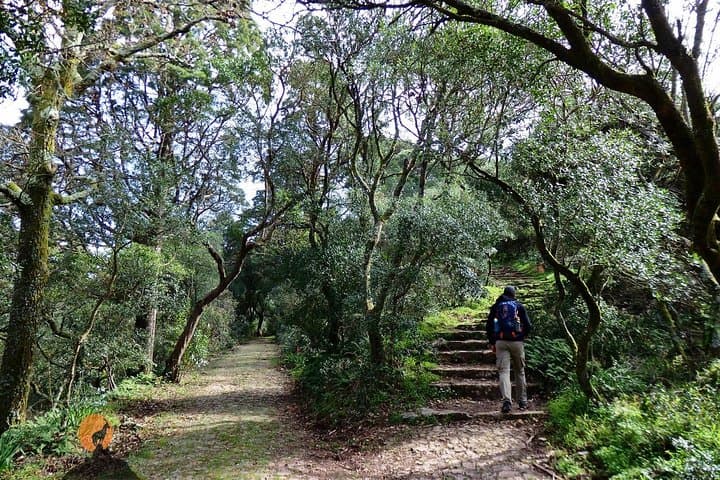 Explore Bussaco National Forest and Palace: 4-Hour Guided Walk from Coimbra photo 3