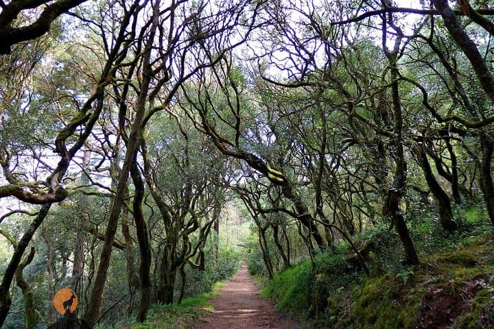 Explore Bussaco National Forest and Palace: 4-Hour Guided Walk from Coimbra photo 4