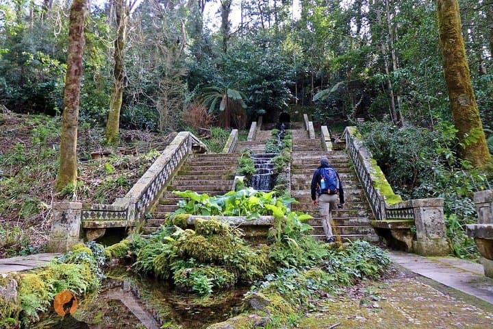 Explore Bussaco National Forest and Palace: 4-Hour Guided Walk from Coimbra