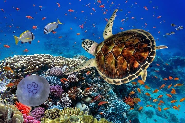 Marsa Mubarak Red Sea Snorkeling Day Trip with Lunch and Transfer photo 2
