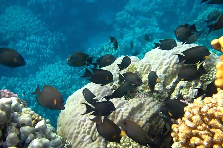 Marsa Mubarak Red Sea Snorkeling Day Trip with Lunch and Transfer photo 6
