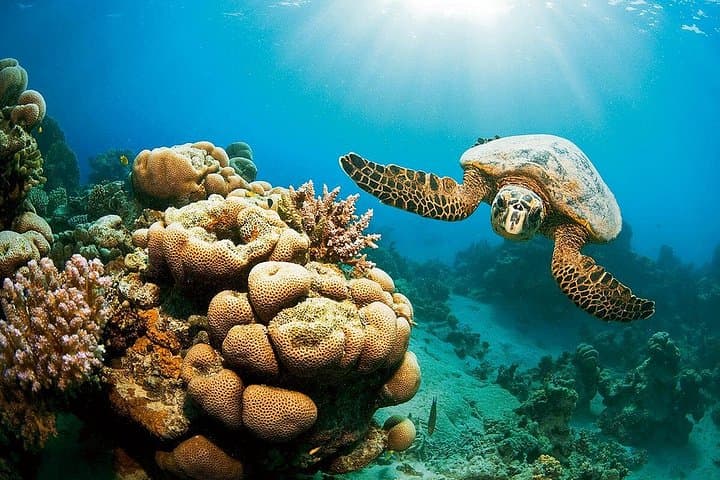 Marsa Mubarak Red Sea Snorkeling Day Trip with Lunch and Transfer photo 4