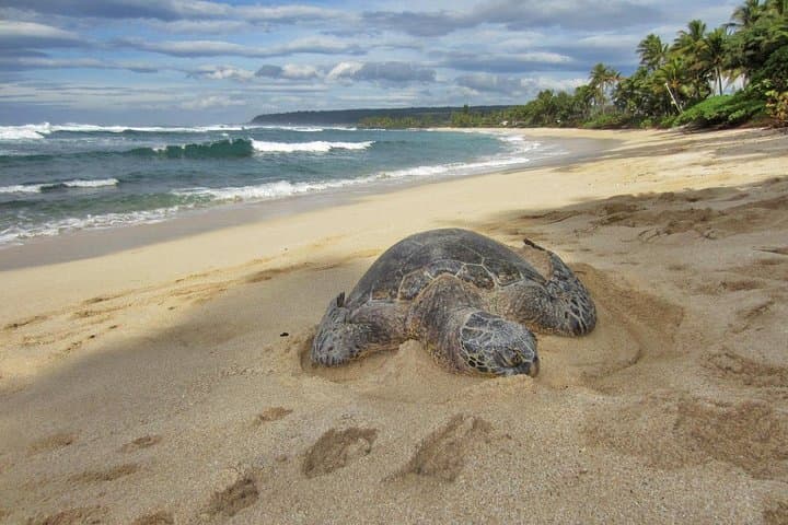 Custom Private Island Tour of Oahu — 8-Hour Van Experience photo 4