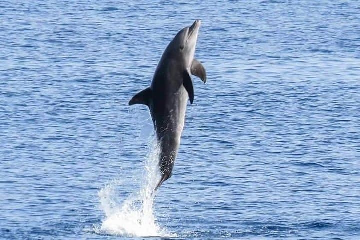 Dolphin House Red Sea Boat Trip — Swim with Wild Dolphins & Snorkel Hurghada photo 5