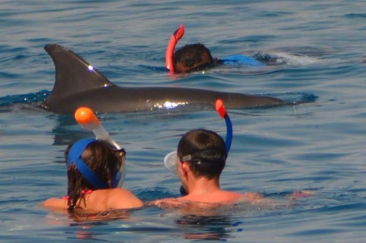 Dolphin House Red Sea Boat Trip — Swim with Wild Dolphins & Snorkel Hurghada photo 4