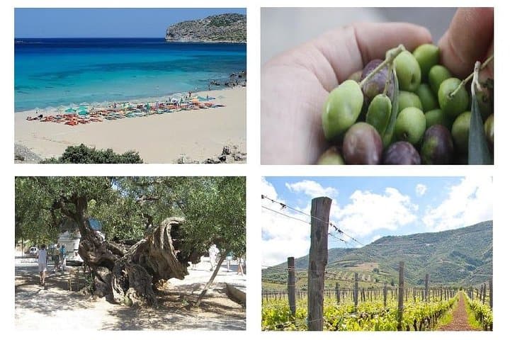 Wine and Olive Tour to Falassarna Beach — Winery, Ancient Olive Tree & Beach Day photo 1