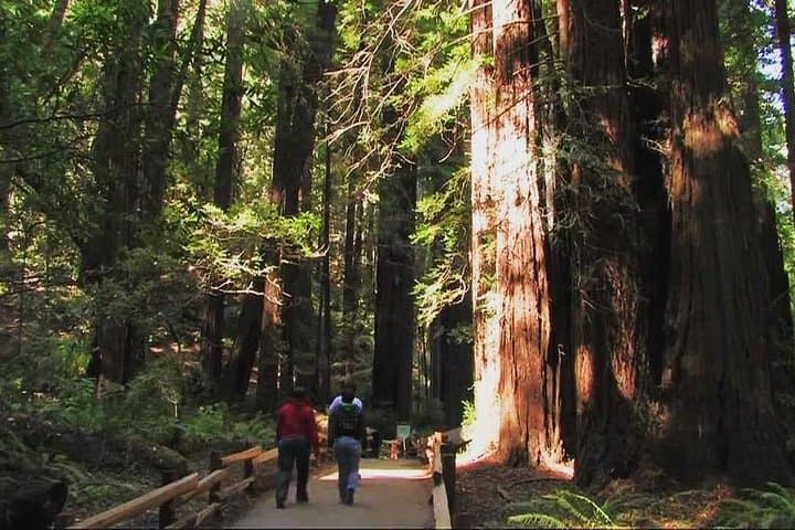Muir Woods and Sausalito Morning Tour: Redwoods, Golden Gate Views & Waterfront Stroll