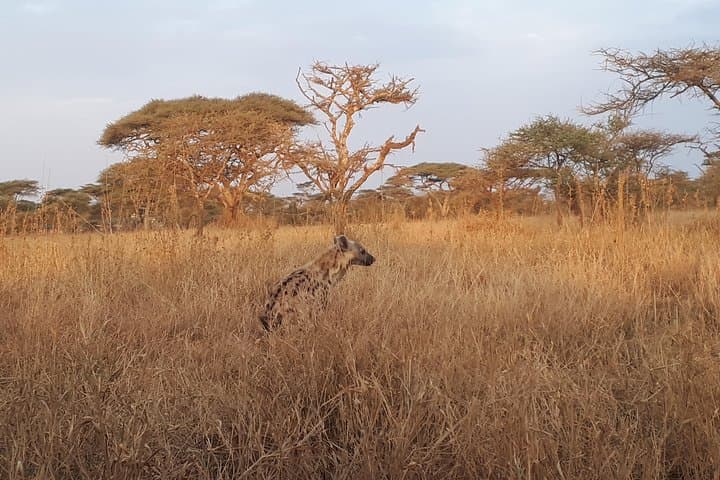 Serengeti & Ngorongoro 3-Day Private Safari: Game Drives, Campsites & Maasai Culture photo 6