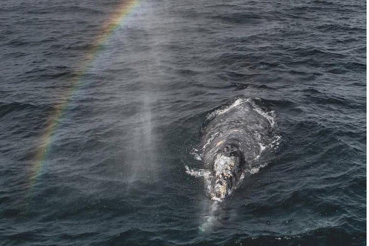 Unforgettable 4-Hour Whale Watching Tour in Monterey Bay: A Marine Wildlife Adventure photo 3