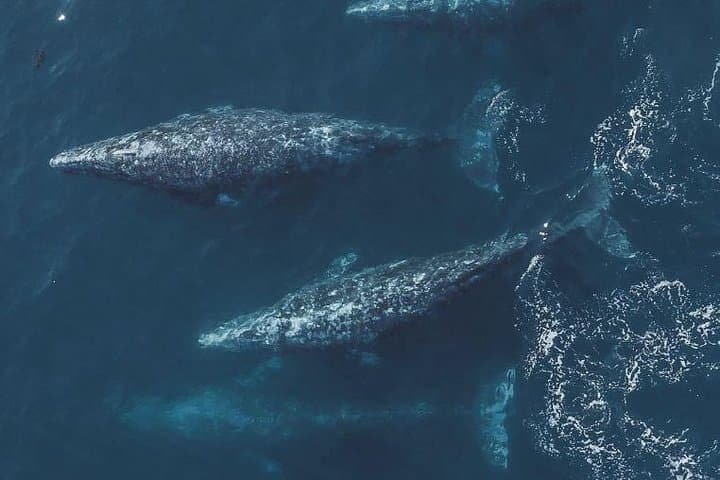 Unforgettable 4-Hour Whale Watching Tour in Monterey Bay: A Marine Wildlife Adventure photo 4