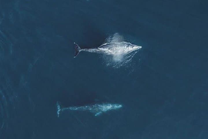 Unforgettable 4-Hour Whale Watching Tour in Monterey Bay: A Marine Wildlife Adventure photo 5