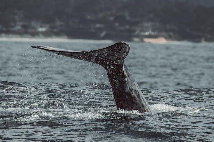 Unforgettable 4-Hour Whale Watching Tour in Monterey Bay: A Marine Wildlife Adventure photo 6